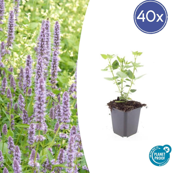 Agastache 'Black Adder' - Dropplant - ↕10-25cm - Ø9cm - 40x