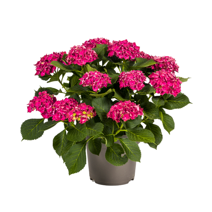 Hydrangea Macrophylla Red Ø24cm - ↕70 - 80cm