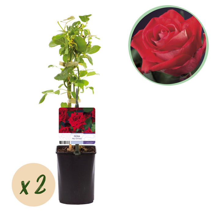 Klimroos - Rosa Red Climber - Bloem Rood - Weinig onderhoud - 2 planten - Pot 11cm Hoogte 40cm