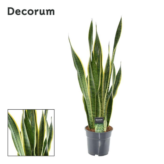 Sansevieria Laurentii XL - Vrouwentong - Ø17cm - ↕70cm