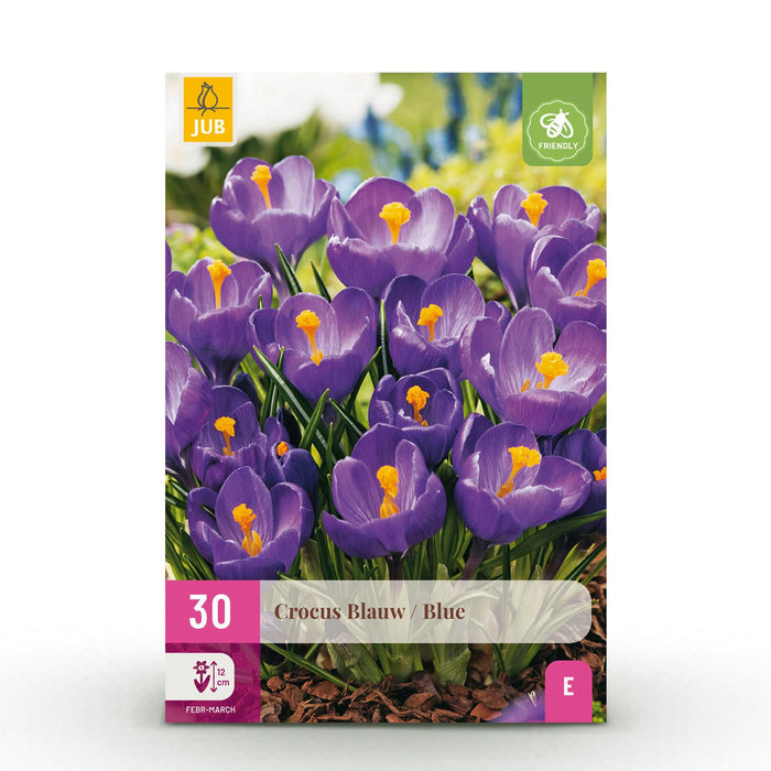 Bloembollen - Crocus Blue - Kleur Blauw - 30 stuks - Bolmaat 7/8 - XXL Pack