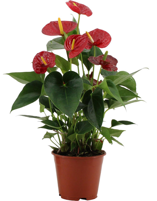 Anthurium Success Red - ↕43cm - Ø14cm
