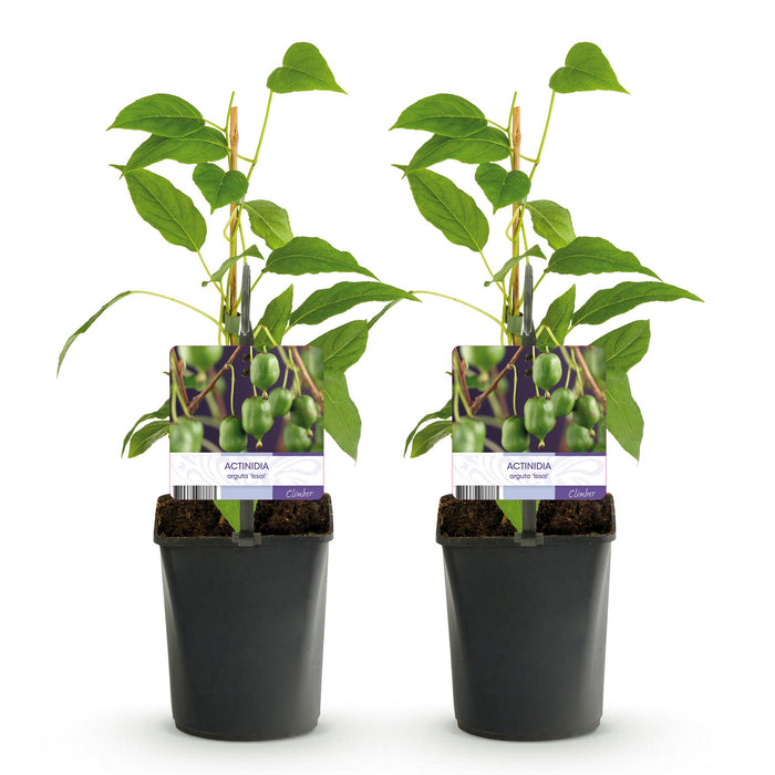 Fruitplant - Kiwi - Actinidia arguta Issai - Groene Vrucht - 2 planten -  Pot 11cm Hoogte 40cm