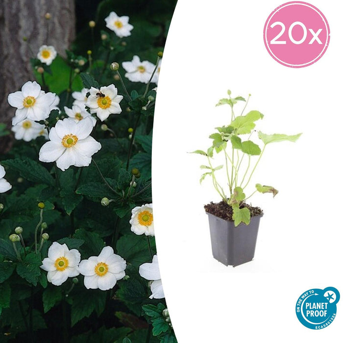 Anemone hybrida 'Honorine Jobert' - ↕10-25cm - Ø9cm - 20x
