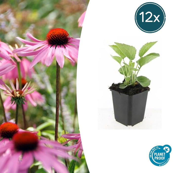 Echinacea purpurea 'Magnus' - Zonnehoed - ↕10-25cm - Ø9cm - 12x