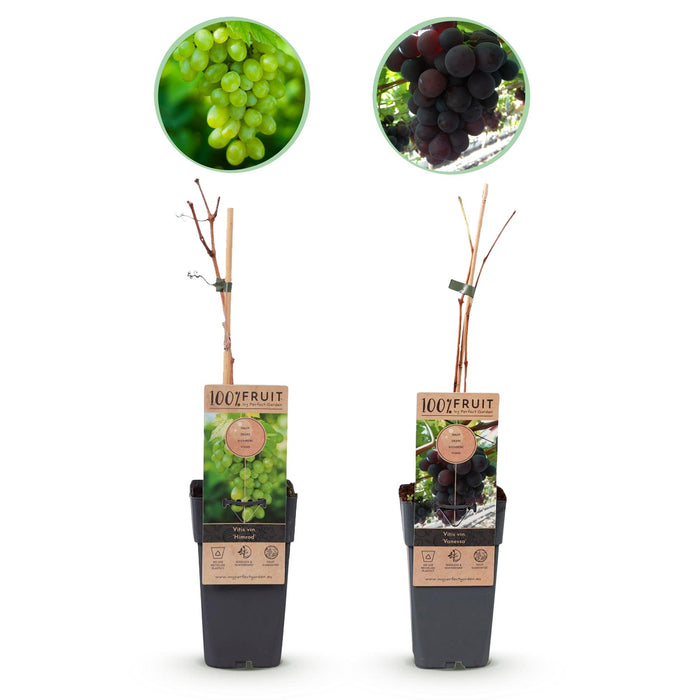 Fruitplant - Paarse & Witte Druif - Vitis vinifera Vanessa & Himrod - Pitloos - 2 planten - Pot 15cm Hoogte 50cm