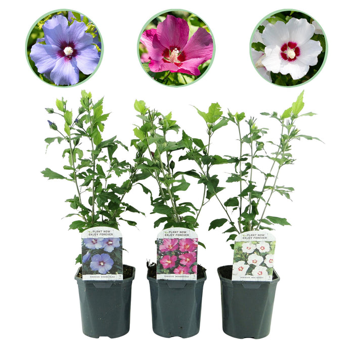 Heesters - Hibiscus syriacus Tricolour - Bloem Roze, Wit en Blauw - 3 Planten - Bladverliezend - Weinig Onderhoud - Pot 17cm Hoogte 45cm