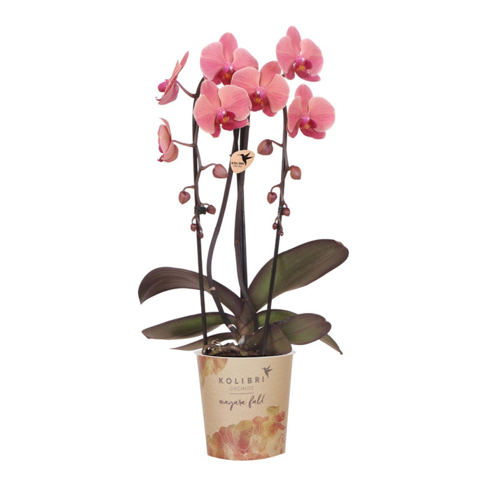 Zalmroze orchidee potmaat Ø12cm | Narbonne | bloeiende kamerplant