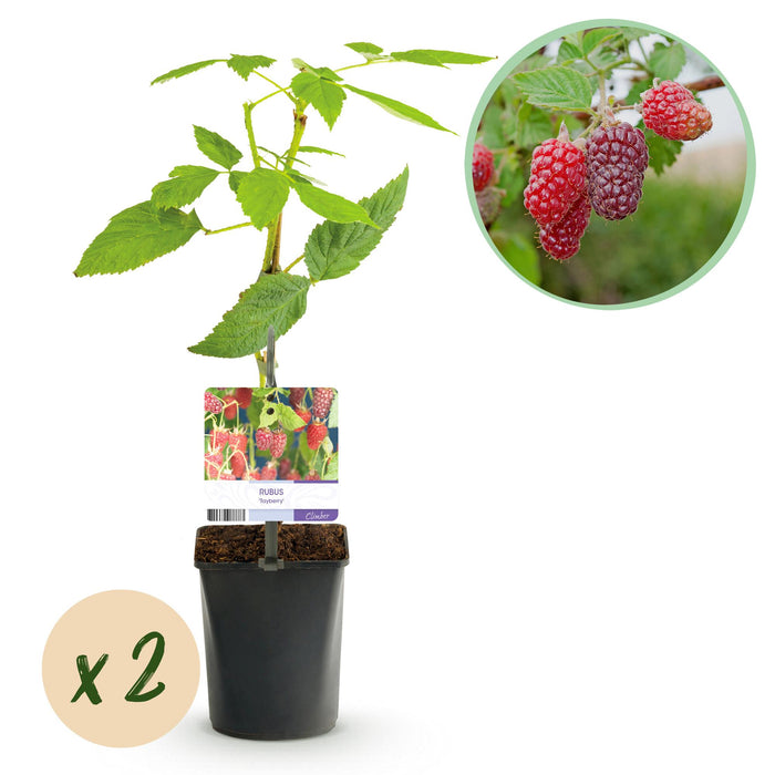 Fruitplant - Taybes - Rubus Tayberry - Rode Vrucht - 2 planten - Pot 11cm Hoogte 40cm