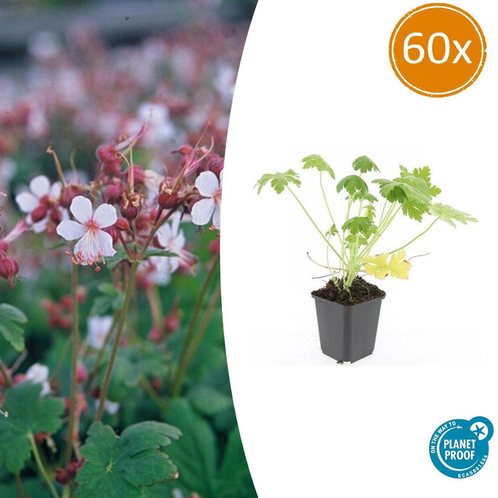 Geranium macrorrhizum 'Spessart' - ↕10-25cm - Ø9cm - 60x