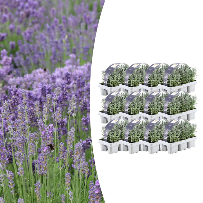 Lavendel Angustifolia - ↕15cm - Ø7cm - 72x