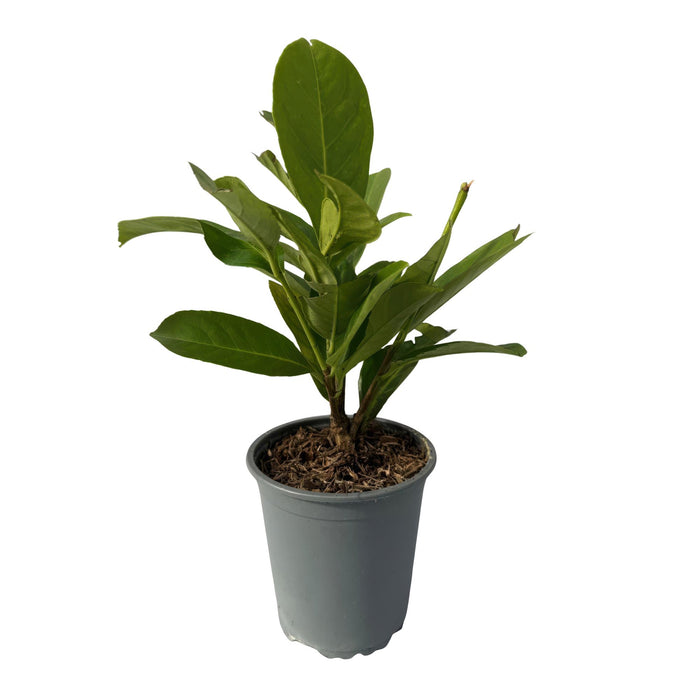 Haagplanten - Prunus laurocerasus Rotundifolia - blad groen - 8 planten - 1 strekkende meter - groenblijvend - pot 9cm hoogte 30-35cm