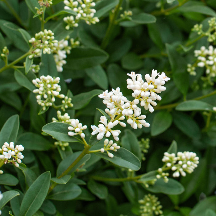 Haagplanten - Ligustrum ovalifolium - blad groen - 8 planten - 1 strekkende meter - groenblijvend - pot 9cm hoogte 35-40cm