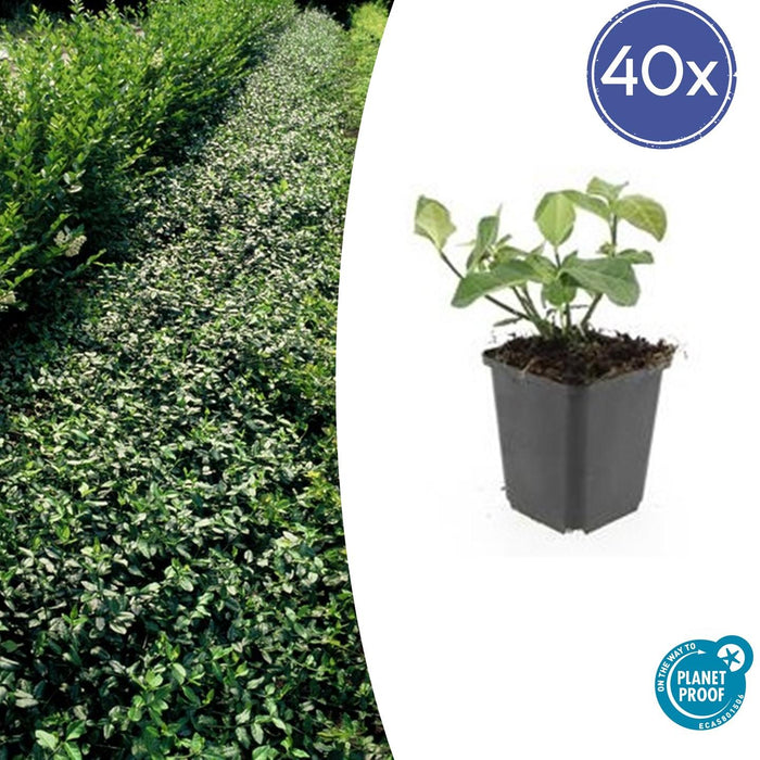 Euonymus fortunei 'Dart's Blanket' - Japanse Kardinaalsmuts - ↕10-25cm - Ø9cm - 40x