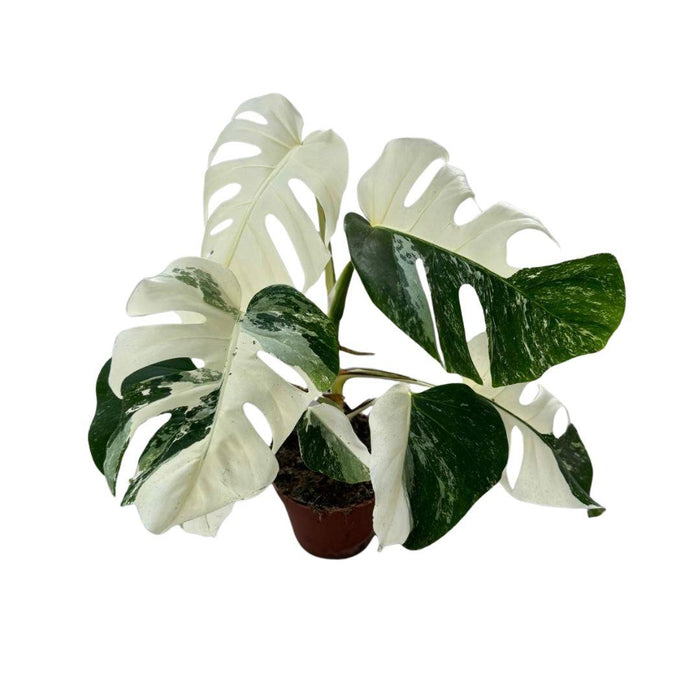 Monstera Deliciosa Variegata Super White - Gatenplant - ↕50cm - Ø15cm