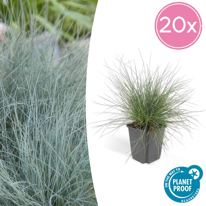 Festuca glauca 'Elijah Bleu' - Blauw Schapengras - ↕10-25cm - Ø9cm - 20x