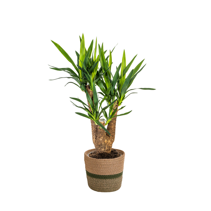 Yucca Elephantipes Vertakt met mand - ↕60-70cm - Ø21cm