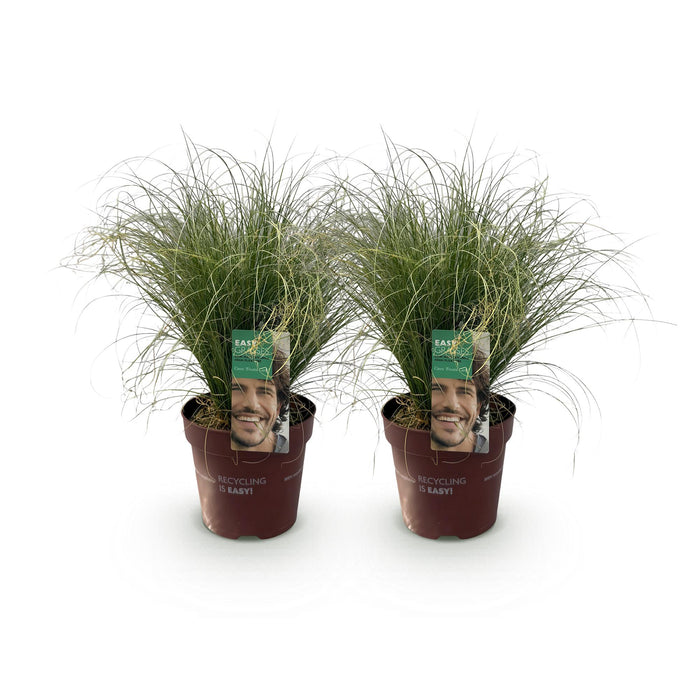 Carex comans Frosted Curls - Groen - 2 Planten - Bladhoudend - Weinig Onderhoud - Pot 17cm Hoogte 50cm