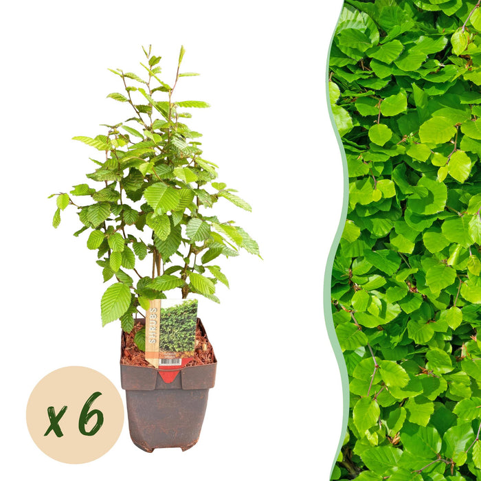 Haagplanten - Carpinus betulus - blad groen - 6 planten - 1 strekkende meter - bladverliezend - pot 17cm hoogte 55cm