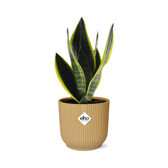 Sansevieria Futura Superba - Vrouwentong - in elho Vibes Fold Ø14cm geel