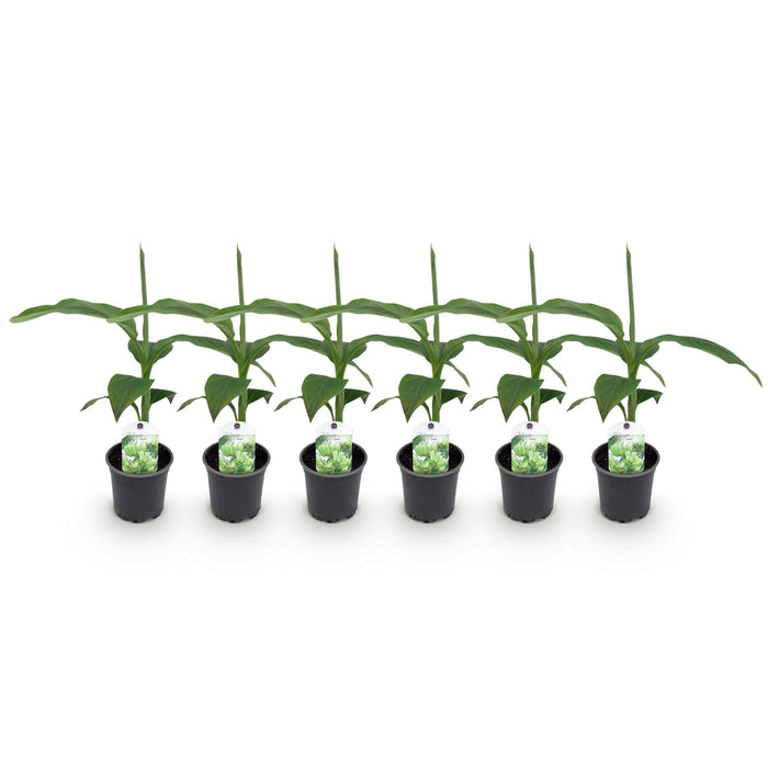 Fruitplant - Bananen plant - Musa Basjoo - Winterhard - 6 planten - Pot 12cm Hoogte 30cm
