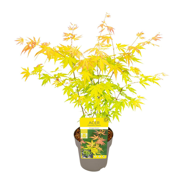 Acer Palmatum Orange Dream - Japanse Esdoorn - ↕30cm - Ø15cm