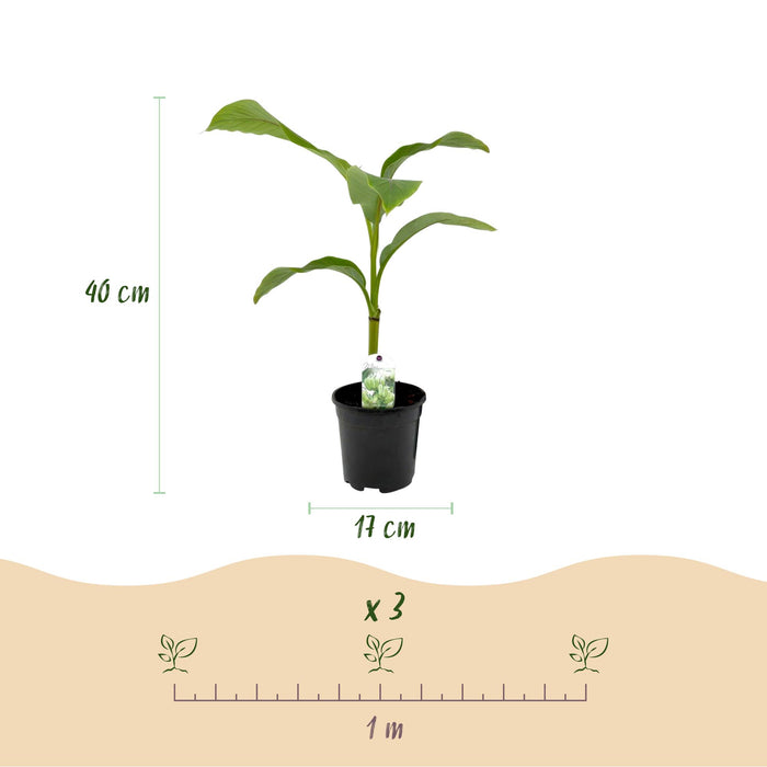 Fruitplant - Bananen plant - Musa Basjoo - Winterhard - 6 planten - Pot 17cm Hoogte 40cm