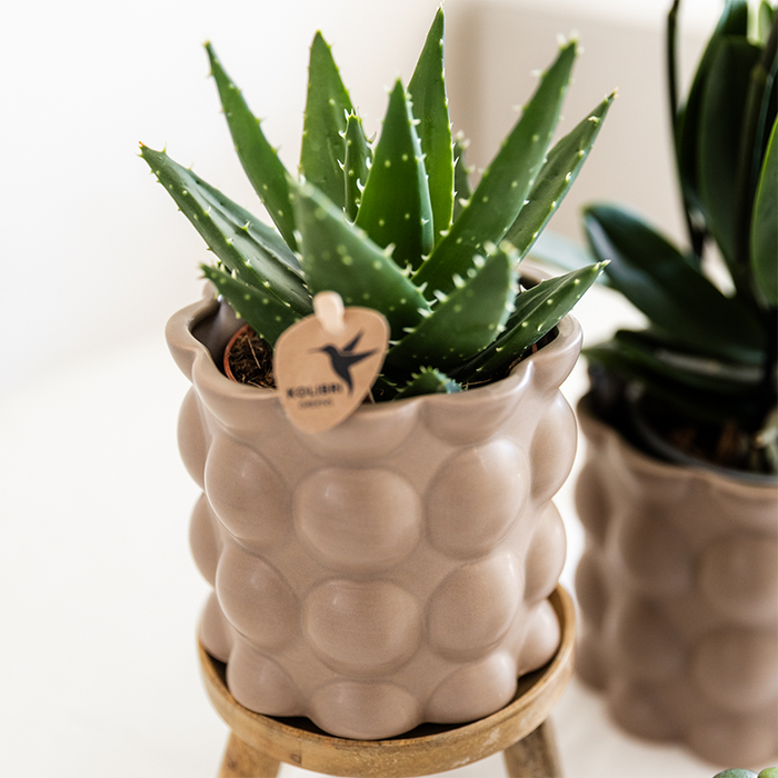 Plantenset Cotton zand | Groene planten met witte Phalaenopsis orchidee Ghent in keramieken sierpotten