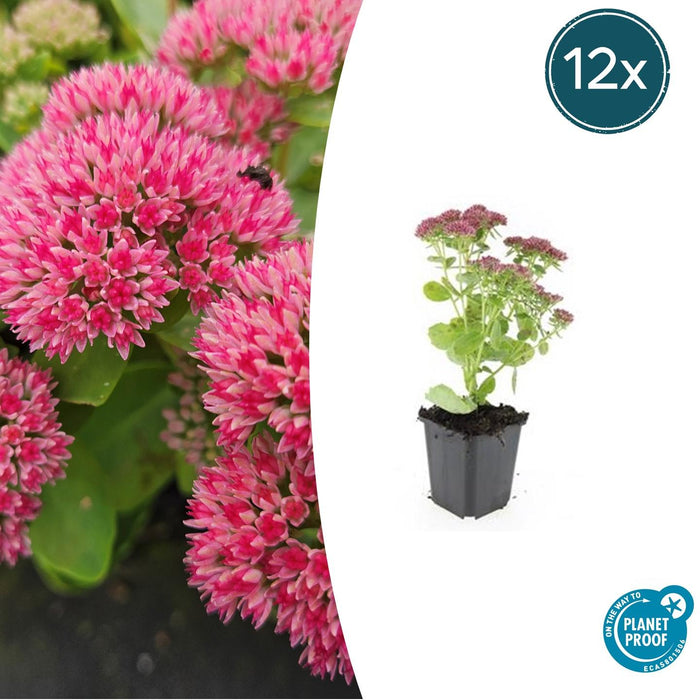 Sedum 'Herbstfreude' - Hemelsleutel - ↕10-25cm - Ø9cm - 12x