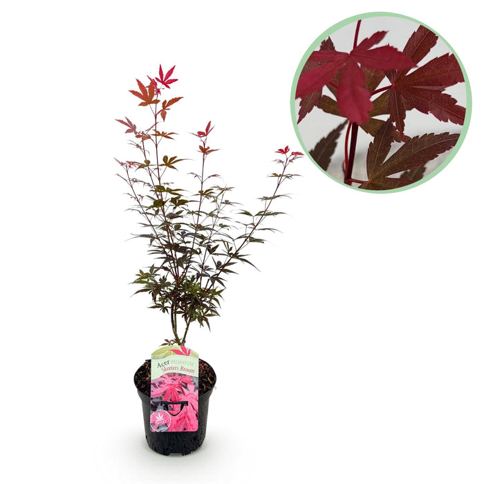 Terrasplant - Japanse Esdoorn - Acer palmatum Skeetsers Broom - Paars - Bladverliezend - ↕70cm - Ø19cm