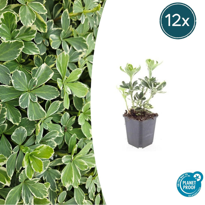 Pachysandra Terminalis 'Variegata' - Schaduwkruid - ↕10-25cm - Ø9cm - 12x