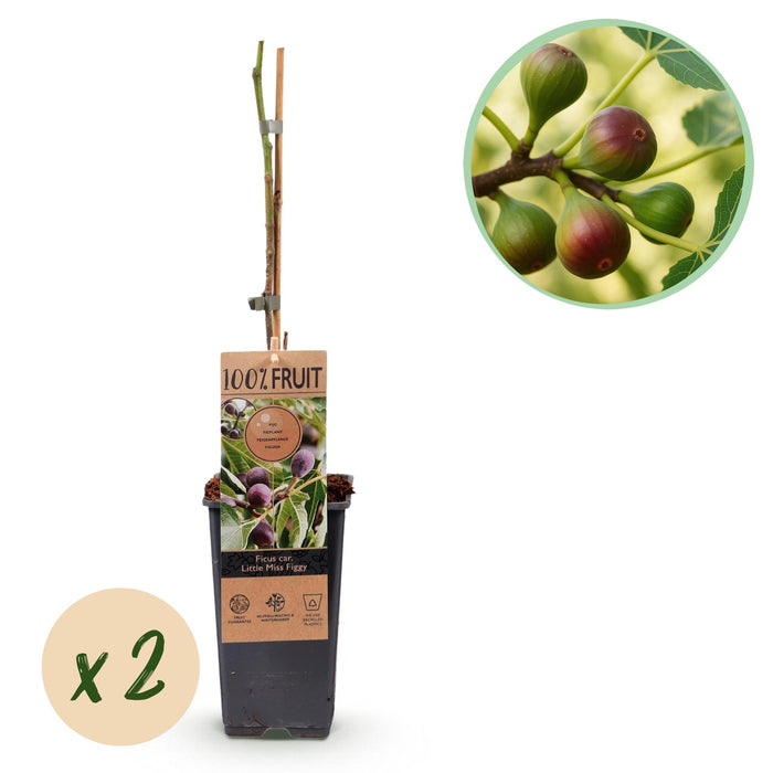Fruitplant - Vijgenboom - Ficus caria Little mis Figgy - Rode Vrucht - 2 planten - Pot 15cm Hoogte 50cm