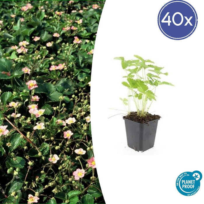 Fragaria Vesca - Bosaardbei - ↕10-25cm - Ø9cm - 40x