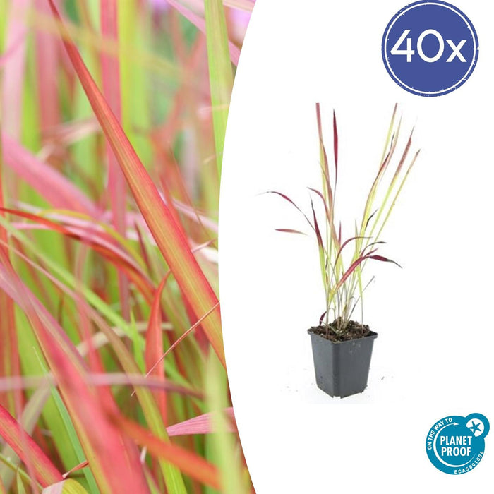 Imperata Cylindrica 'Red Baron' - Japans Bloedgras - ↕10-25cm - Ø9cm - 40x