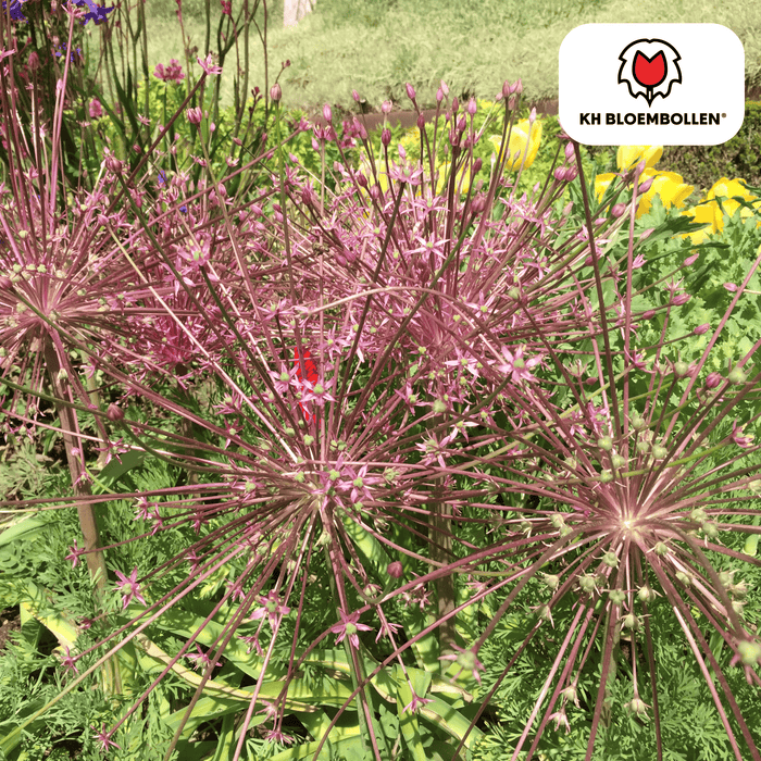 Allium Schubertii - Bloembollen - 5x