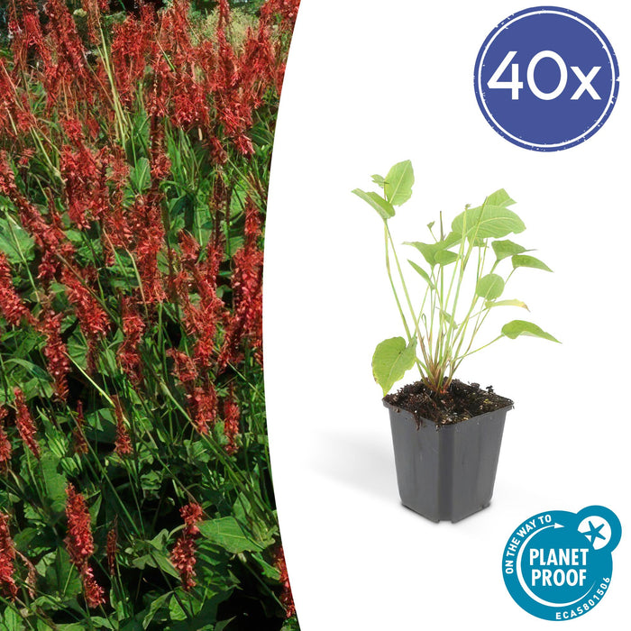 Persicaria amplexicaulis - Duizendknoop - ↕10-25cm - Ø9cm - 40x