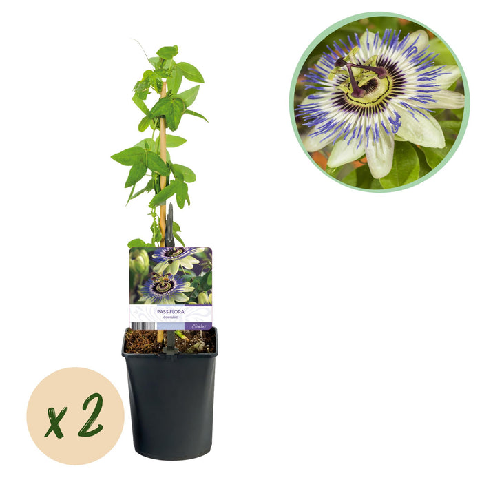 Passiebloem - Passiflora caerulea - Bloem Blauw met Groen Wit - ↕40cm - Ø11cm - 2x