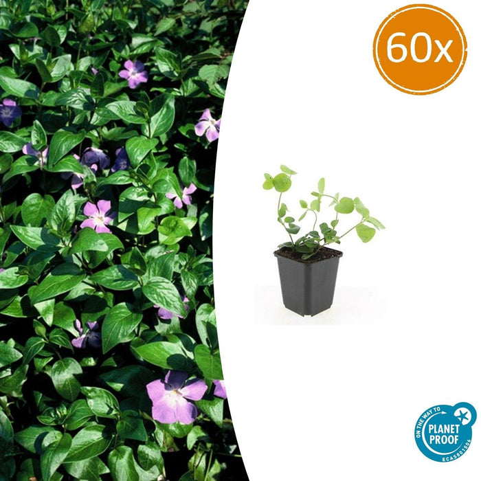 Vinca major - Grote Maagdenpalm - Bodembedekker - 60x - ↕10-25cm - Ø9cm