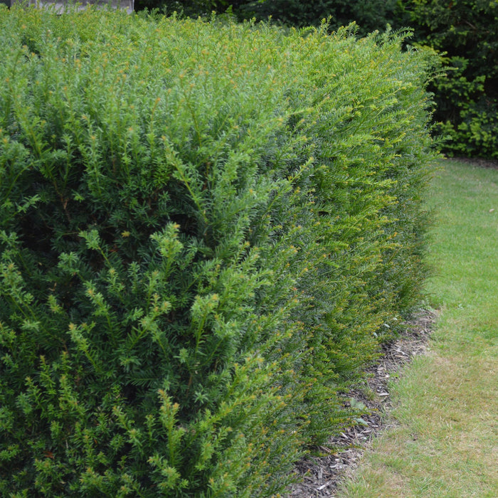 Haagplanten - Taxus baccata - 6 planten - 1 strekkende meter - groenblijvend - pot 17cm hoogte 60cm