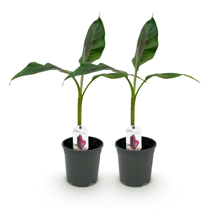 Fruitplant - Bananen plant - Musa sikkemensis Red Tiger - Winterhard - 2 planten - Pot 17cm Hoogte 40cm