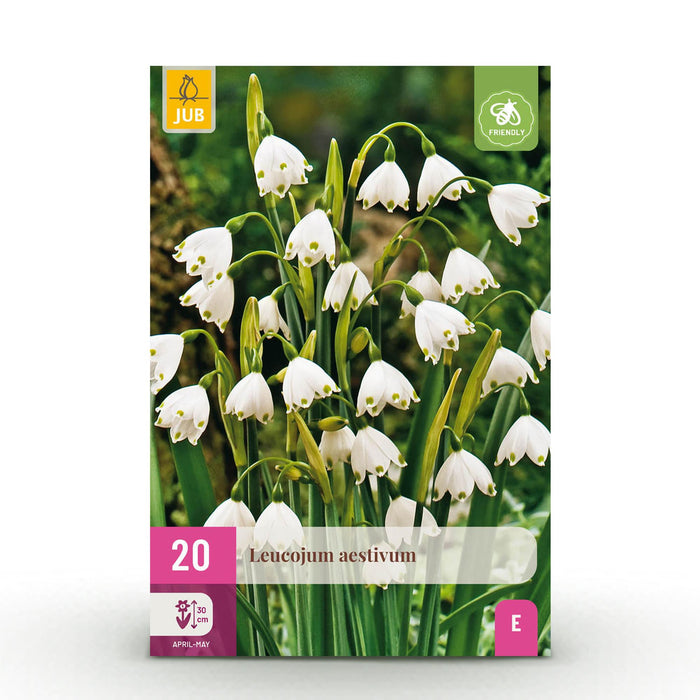 Bloembollen - Leucojum Aestivum - Kleur Wit - 20 stuks - Bolmaat 8/9 - XXL Pack