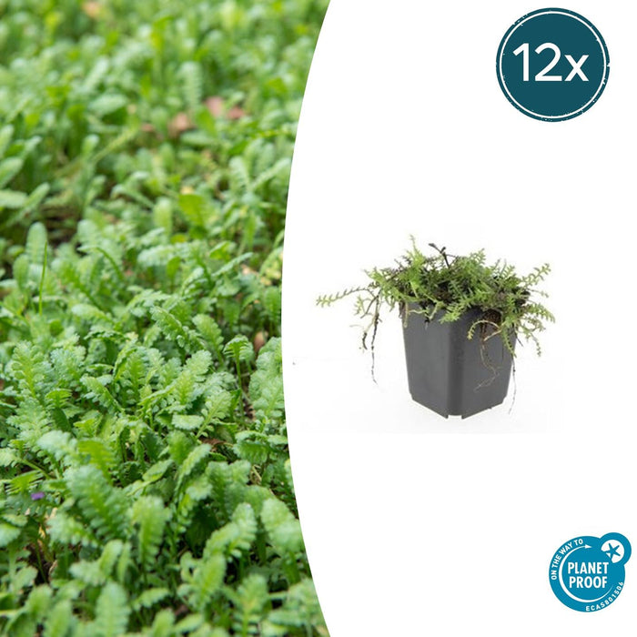 Leptinella Squalida - Koperknoopje - ↕10-25cm - Ø9cm - 12x