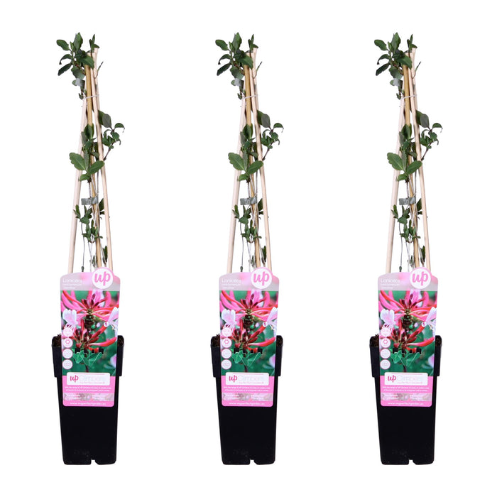 Lonicera Periclymenum 'Serotina' - Kamperfoelie - ↕65cm - Ø15cm - 3x