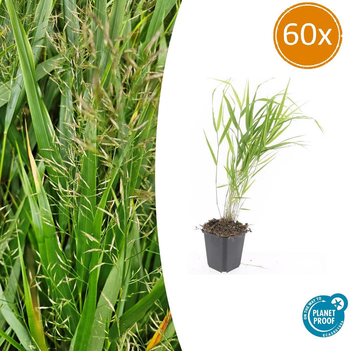 Hakonechloa Macra - Japans Berggras - ↕10-25cm - Ø9cm - 60x