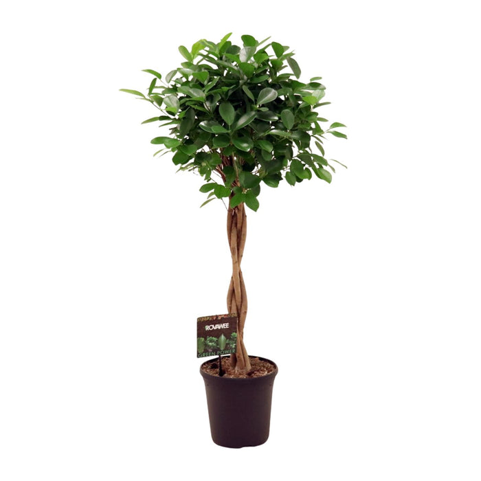 Ficus Moclame Moclame - ↕110cm - Ø23cm