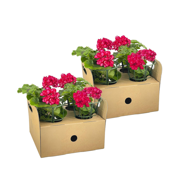 Hanggeranium - Pelargonium peltatum Mexica Ruby Ø12 cm - ↕20 cm - 8x
