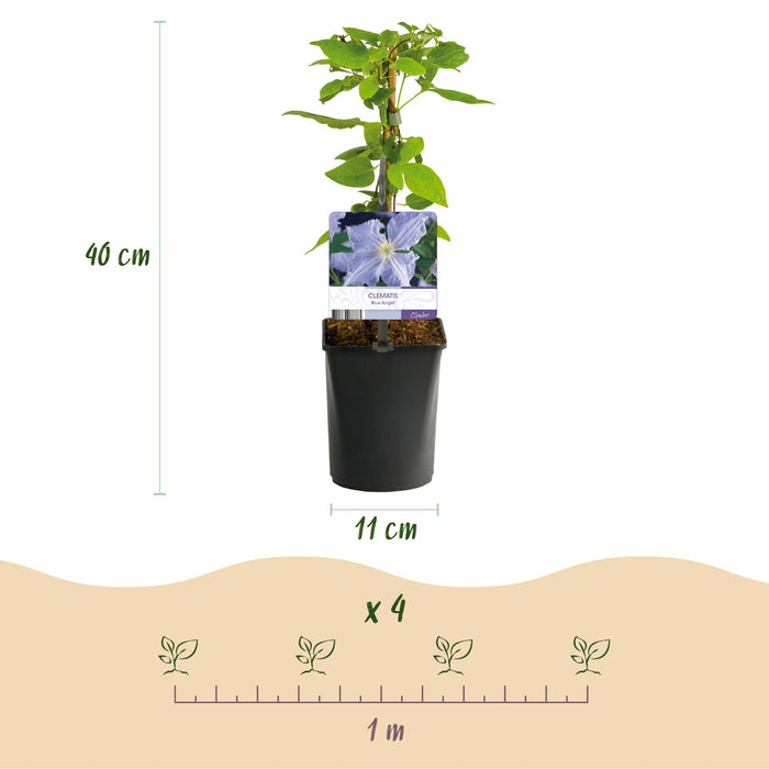 Klimplant - Clematis Blue Angel - Bloem Licht Blauw - Weinig onderhoud -2 planten -  Pot 11cm Hoogte 40cm