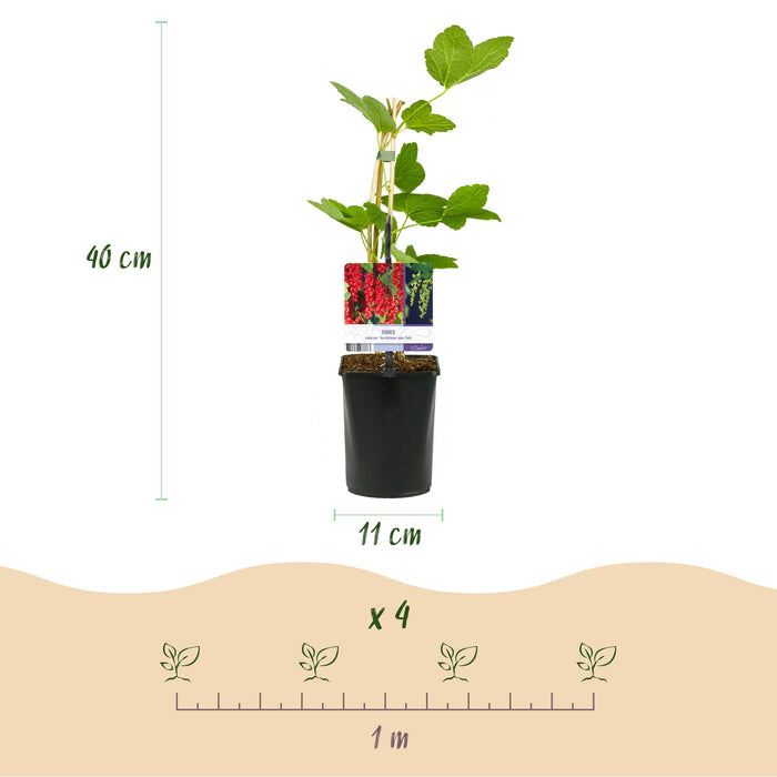 Fruit planten mix - Rode Bes, Gele Framboos, Zwarte Braam, Blauwe bes - 4 planten - Pot 11cm Hoogte 40cm
