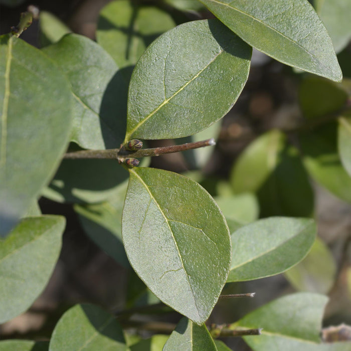 Haagplanten - Ligustrum ovalifolium - blad groen - 8 planten - 1 strekkende meter - groenblijvend - pot 9cm hoogte 35-40cm
