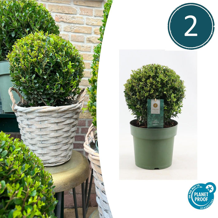 Ilex crenata 'Jenny' bol - Ø20cm - 2x